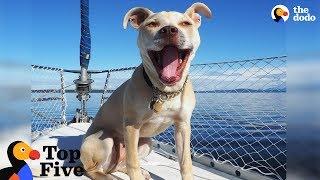 Pit Bull Dog Lives On Sailboat With Her Cat + Other Animals With Interesting Lives | The Dodo Top 5