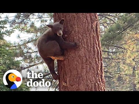 Shy Orphaned Bear Teaches Himself How To Climb Huge Trees #Video