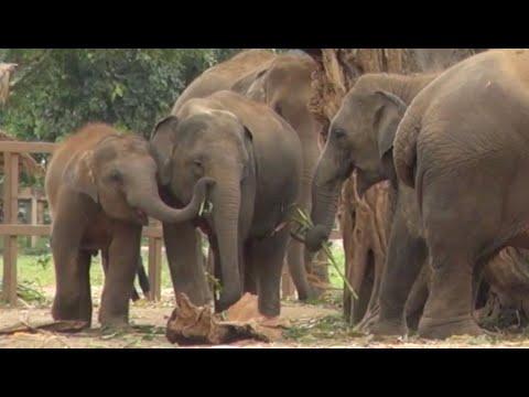 Chom Pu and Mauy Lek are making friend with Jai Dee herd and join eating lunch - ElephantNews #Video