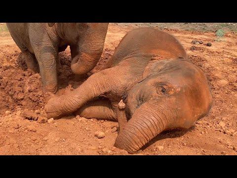 Nanny Please Don’t Wake Me From My Slumber In The Soft Muddy Pit - ElephantNews #Video