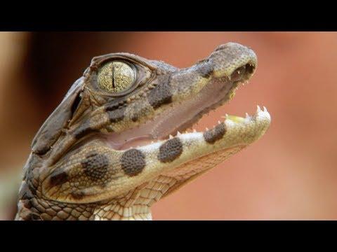 Adorable Baby Caiman Crocodile | Deadly 60 | Earth Unplugged