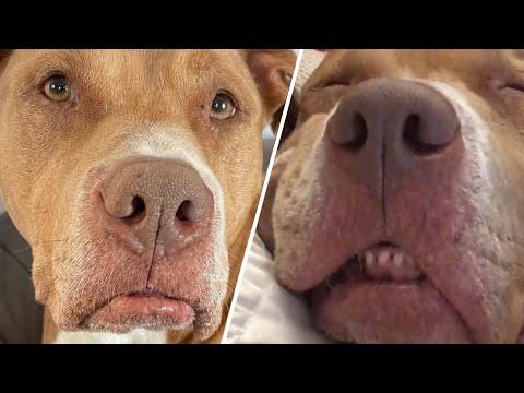 Gracie was tied to fence and dumped. Now see her amazing transformation. #Video