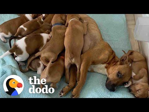 Scared Shelter Dog With 14 Puppies Slowly Learns To Trust Her Rescuers #Video