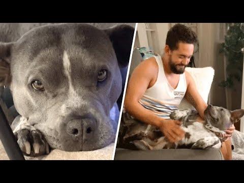 Reluctant man gets a dog because wife insisted. Now he's obsessed. #Video