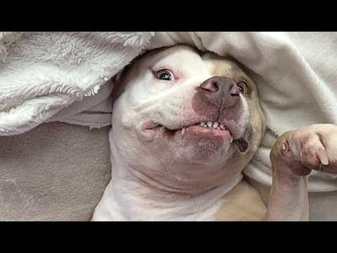 Rescue dog walks in and realizes she finally has a home #Video