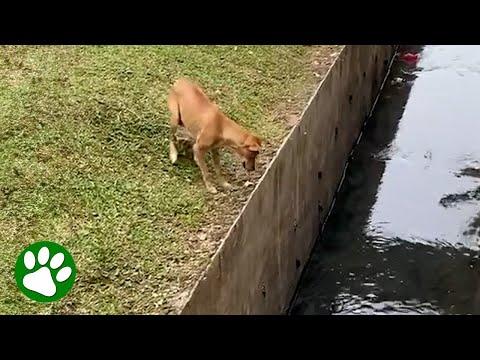 Mama dog gets help to save puppy stuck in canal #Video