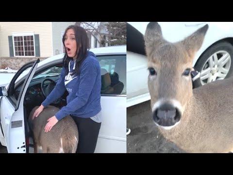 Wild Deer Is Extremely Friendly Video. Your Daily Dose Of Internet.