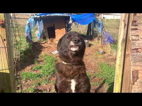 Dog chained for 10 years is finally free #Video