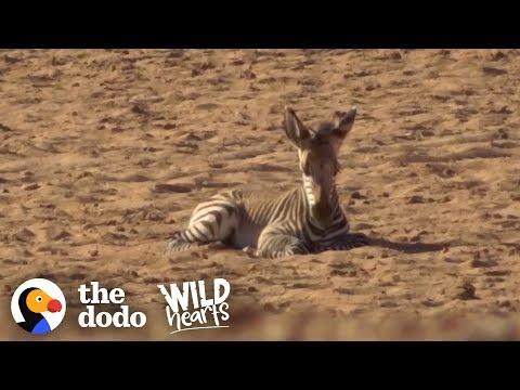 Herd Of Zebras Adopts Orphaned Baby | The Dodo Wild Hearts