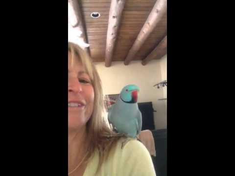 Parakeet Kisses And Chats With Her Human