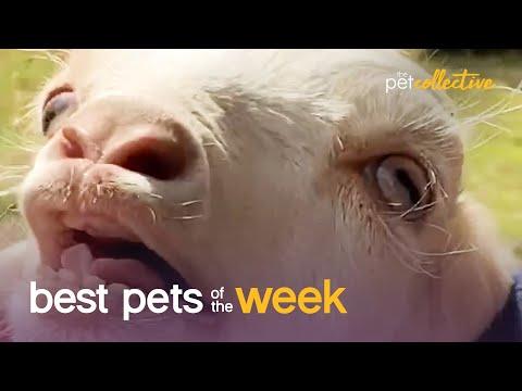 I'm Ready For My Close-Up Video | Best Pets of the Week