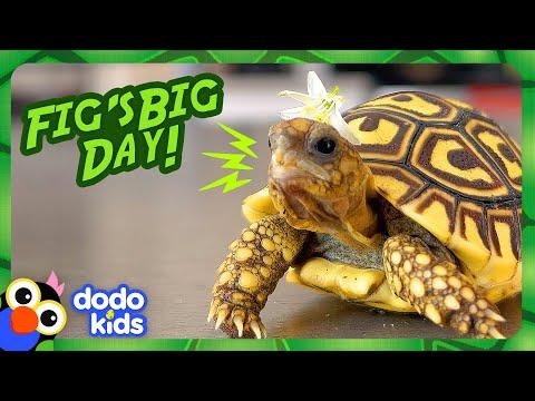 Baby Tortoise Wears Flower Hats And Goes On Adventures! | Dodo Kids #Video