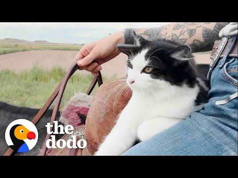 Cat Insists On Horseback Riding With Mom  #Video