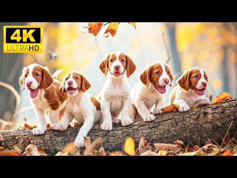 Cute Baby Animals - The Endearing Adventures of Young Animal Explorers With Relaxing Music #Video