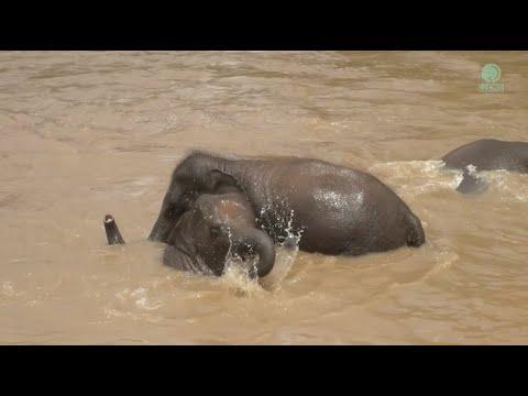 Playtime Fun: BunMa and The Babies - ElephantNews #Video