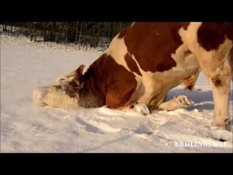Full of joy video: Horses, donkeys and cows are playing together in the snow!