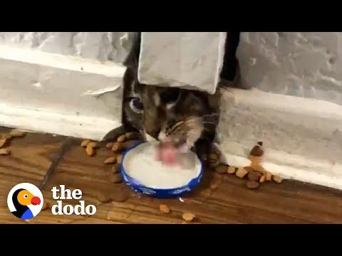 Stray Cat Stuck In A Wall For Over A Week #Video