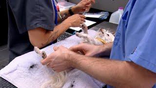 This Tiny Pup Has A Big Tumor | Dr. Jeff: Rocky Mountain Vet