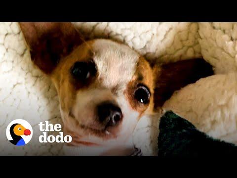 Tiny Rescue Dog Is So Nervous That He Lives In His Mom's Pouch #Video