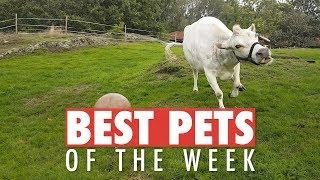 Best Pets of the Week | October 2018 Week 2