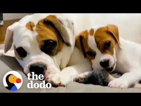 Puppy Sits On Her Big Brother's Head To Steal His Bones  #Video