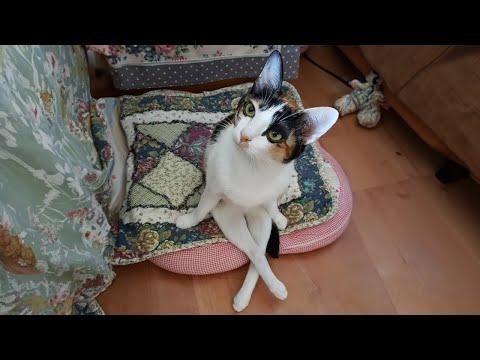 When your cat has a special mindset #Video