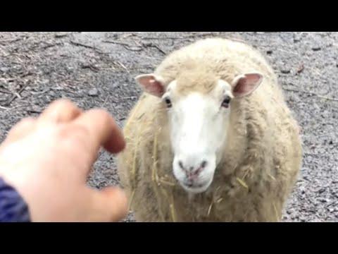 Sheep tastes freedom after 9 years. Guess her reaction. #Video