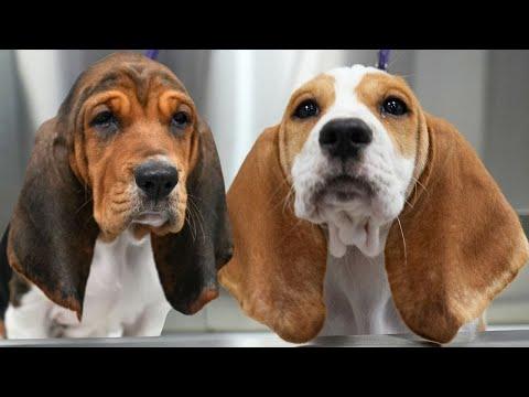 CAUTION: The Most Chonky Wrinkly Adorable Puppies You'll Ever See | Basset Hound Puppies #Video