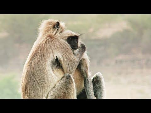 Best Of Wild Animals Caught on Spy Cam Video | BBC Earth