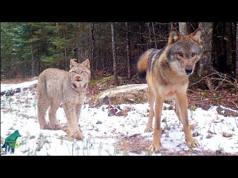 Lynx investigates spot wolf pack just visited #Video