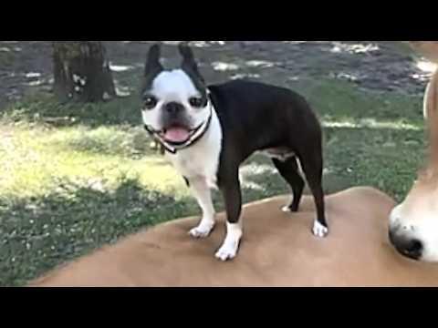Dog does funniest thing to cool down after zoomies #Video
