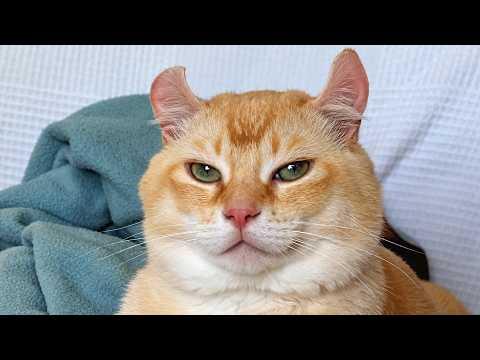 Shy cat finds someone who loves him #Video