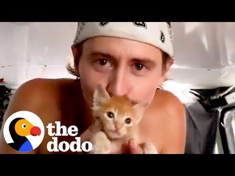Guy Traveling In His Van Found The Tiniest Travel Buddy #Video