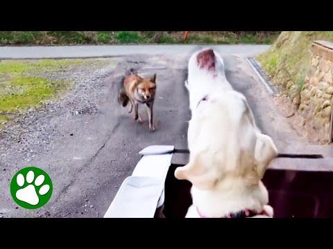Wild Fox Approaches Disabled Dog #Video