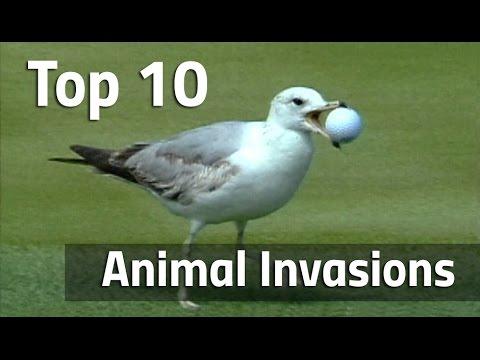 Top 10 Animal Invasions On The PGA Tour