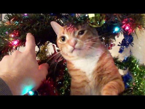 Decorating A Christmas Tree With Cats Around