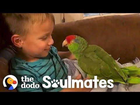 Parrot Follows Her Favorite Kid Everywhere