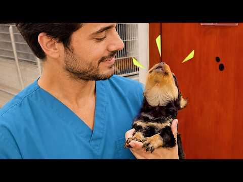 When Puppies Can't Control Their Cuteness on Their First Vet Visit #Video