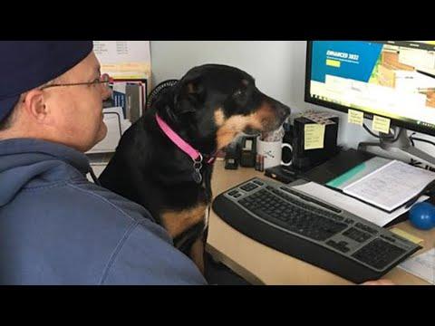 Dogs Think They Are Smarter Than You #Video