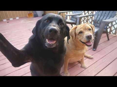I Only Expected a Dog ... But He Turned Out To Be a Real Comedian #Video