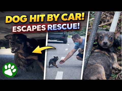 Poor pup bolts onto a busy highway after being hit by a car #Video