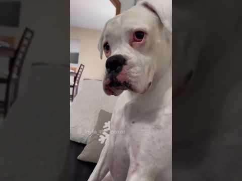 Elf on the Shelf Part 1 - Layla The Boxer #Video