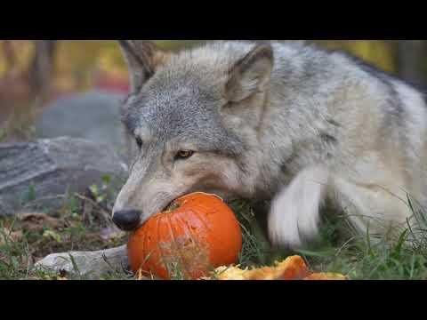 Ambassador Wolf Silas Eats a Pumpkin #Video