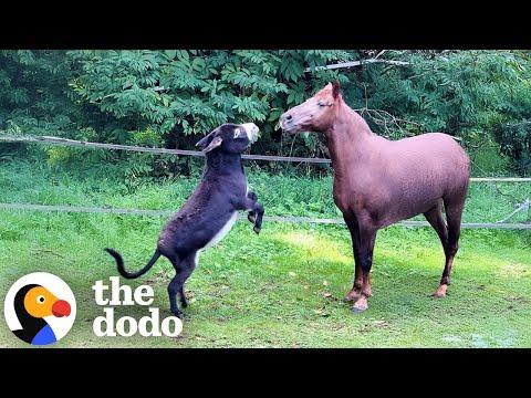 Donkey Is Determined To Make This Loner Horse His BFF