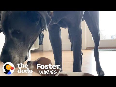 120-Pound Grumpy Dog Video. He Finally Falls In Love With His Mom’s Foster Puppies | The Dodo