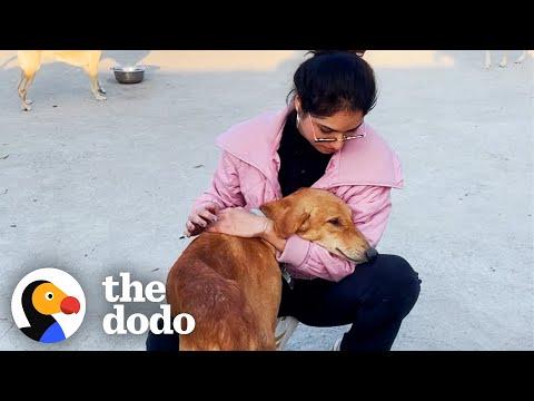Woman Goes On Vacation — But The Street Dogs Had Other Plans #Video