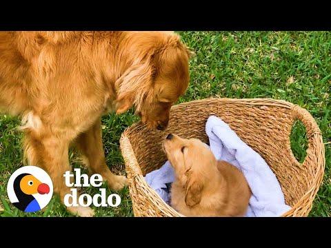 Golden Retriever Gets Surprised With A Tiny Puppy  #Video