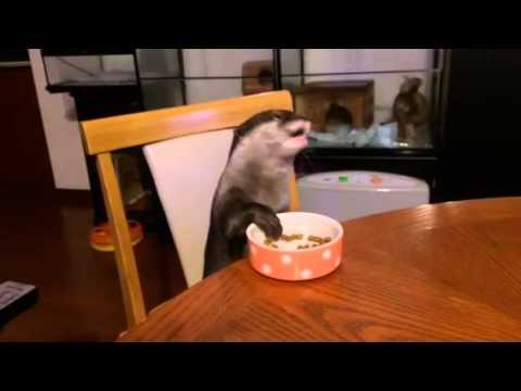 Adorable Well Mannered Otter Eating At Kitchen Table