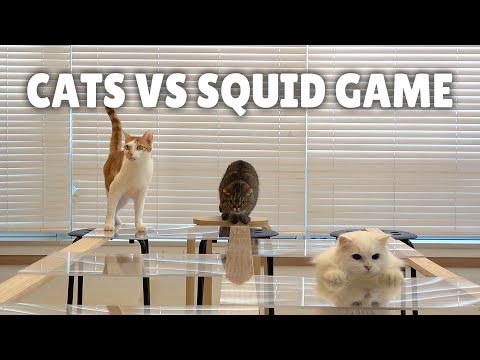 Cats vs Squid Game | Kittisaurus #Video