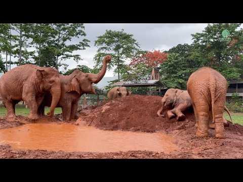 Elephants Slowly Gather at the Mud Wallow to Play - ElephantNews #Video